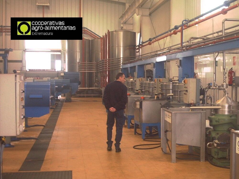 Maestros de almazaras cooperativas se forman en calidad en la elaboración del aceite de oliva virgen