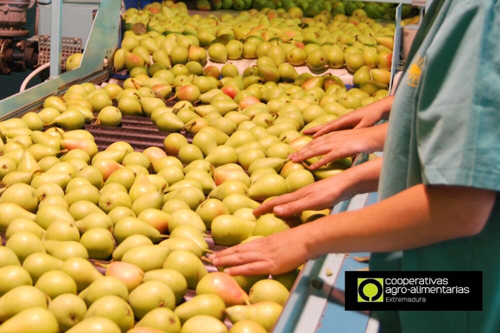 Las cooperativas agroalimentarias refuerzan su actividad para garantizar el abastecimiento de alimentos a la población