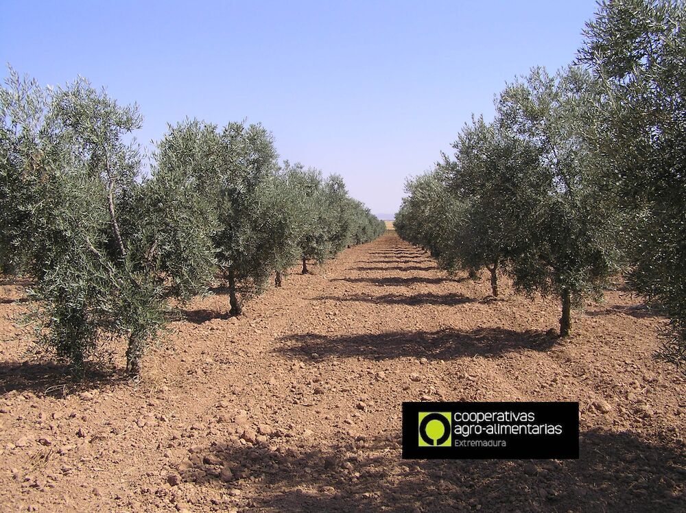 Un nuevo seguro para el olivar como garantía de futuro para los olivicultores