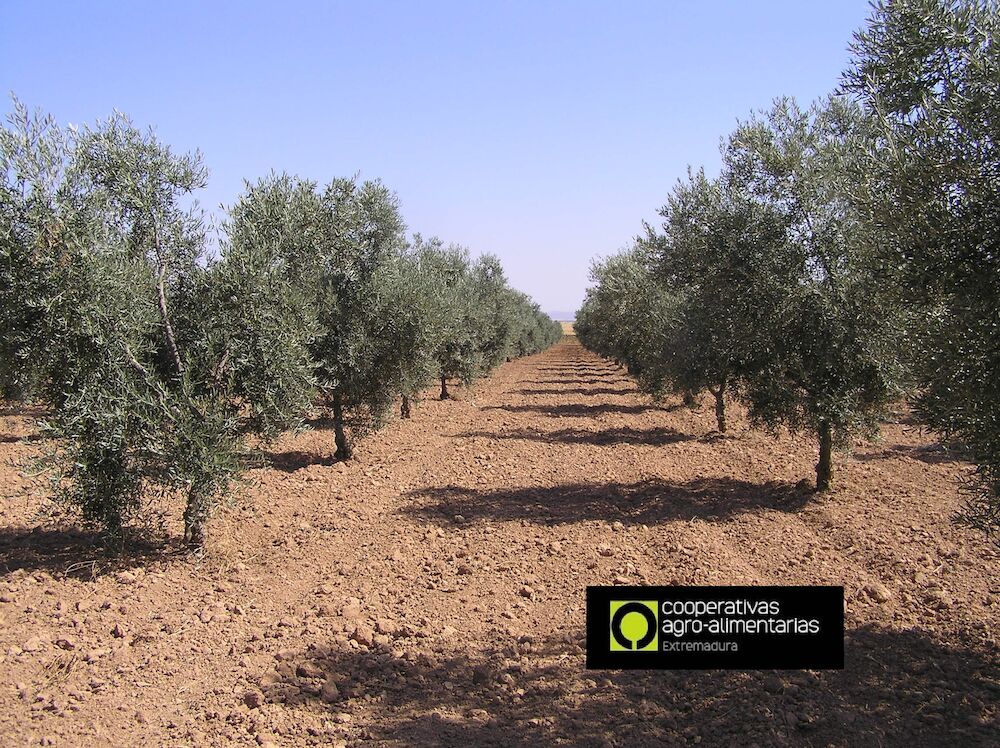 Efluentes de almazara para fertirrigación