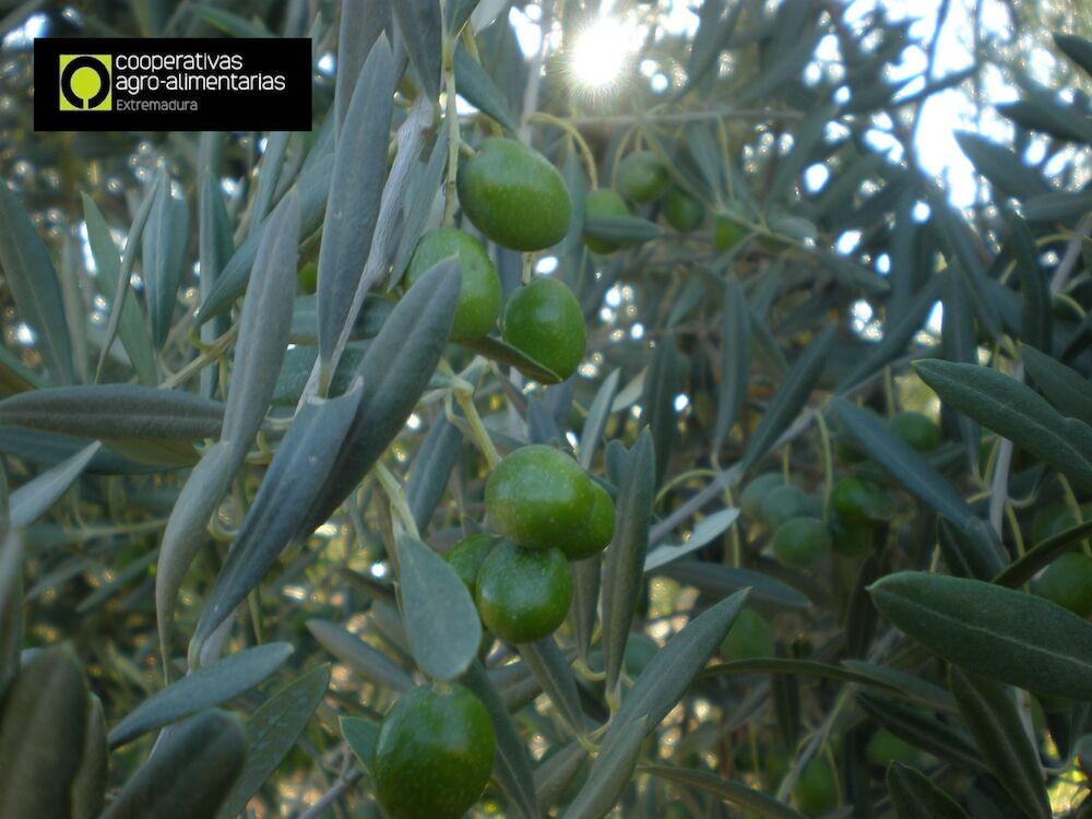 Cooperativas Agro-alimentarias lamenta la decisión de EEUU de mantener los aranceles sobre el olivar español