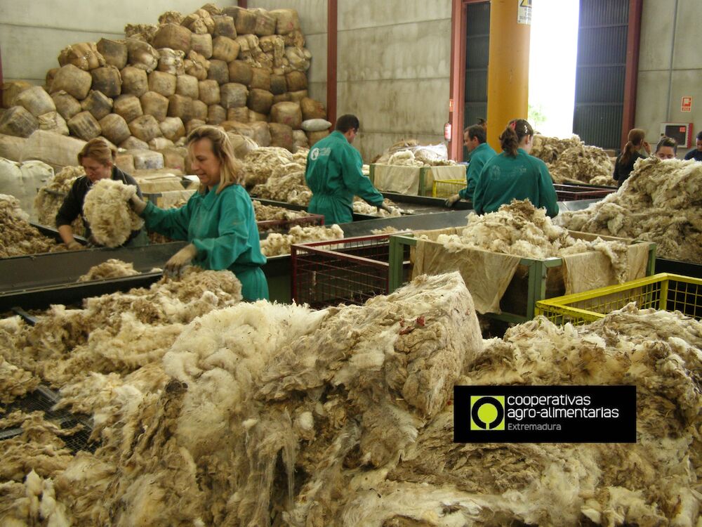 EA Group y Comercial Ovinos inician los trámites para construir una planta de tratamiento de piel de cordero y oveja merina