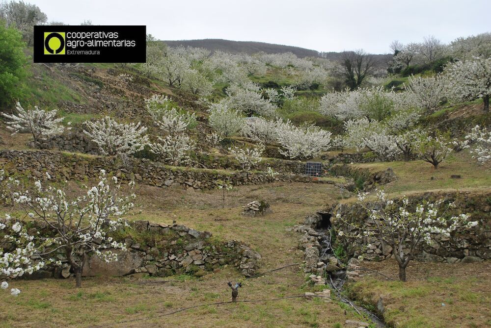 Cooperativas Extremadura y Agrupación del Jerte consiguen la aprobación de su propuesta de mejora en el seguro de cereza por parte de ENESA