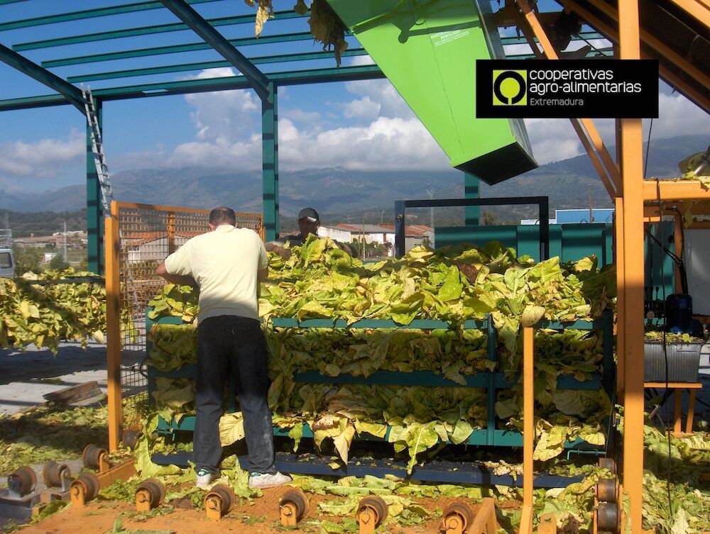 Los tabaqueros retoman la entrega de tabaco a las industrias a la espera de una reunión con Planas