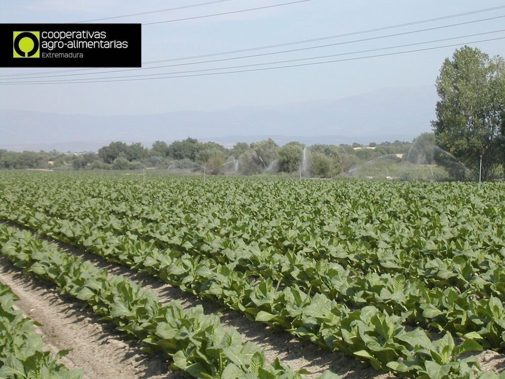 Los productores extremeños de tabaco plantan más de 8.000 hectáreas de esta campaña
