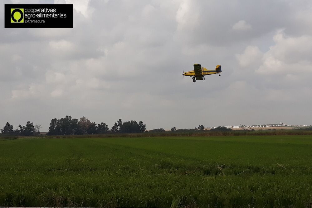 Más de 21.400 hectáreas se han tratado contra la pudenta del arroz en esta campaña