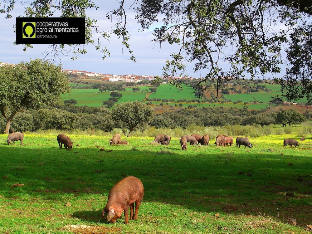 Un futuro para el porcino ibérico