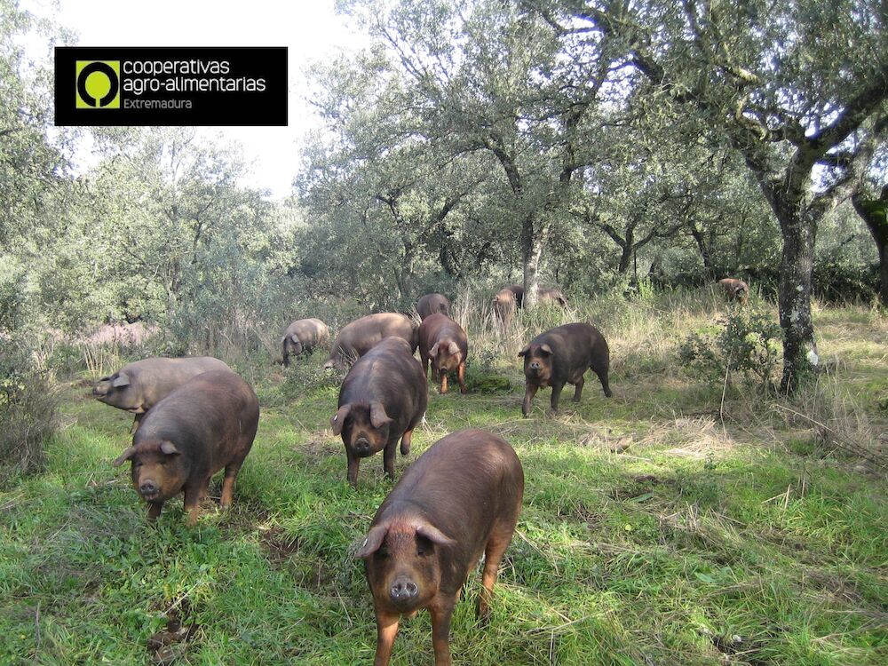 El Gobierno aprueba ayudas por valor de 10 millones de euros para el porcino ibérico