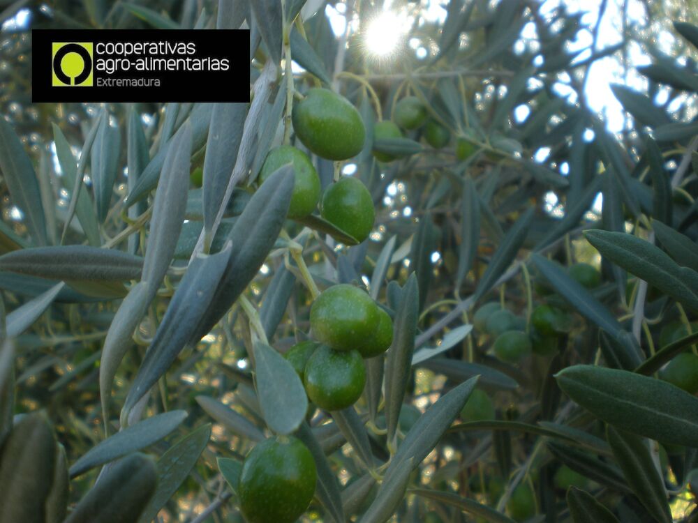 Extremadura producirá esta campaña 80.000 toneladas de aceituna de mesa