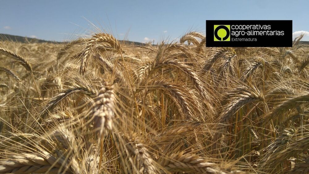 La cosecha de cereales supera los 1,4 millones de toneladas en Extremadura
