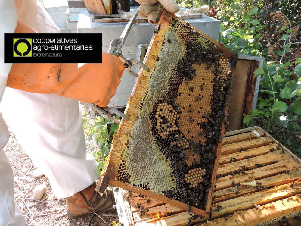 Convocadas las ayudas para mejorar la producción y comercialización de los productos de la apicultura