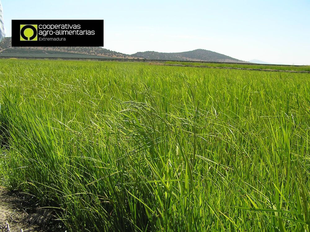 Extremadura produce más de 160.700 toneladas de arroz en esta campaña