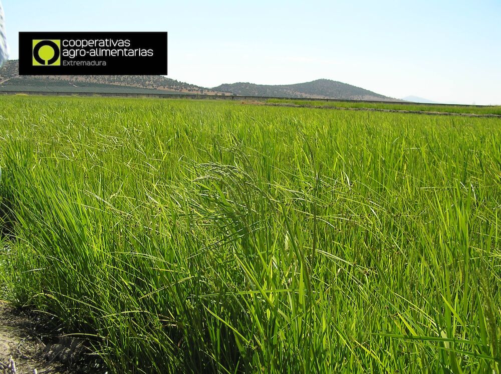 Los productores de arroz piden a la UE reforzar la protección arancelaria