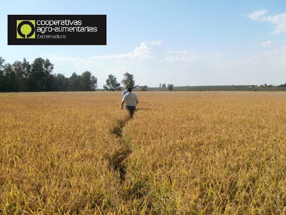 Un mes para solicitar ayudas a la creación de empresas para jóvenes agricultores