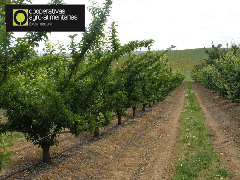 Publicadas las bases que regulan las ayudas a la reconversión de plantaciones de frutales