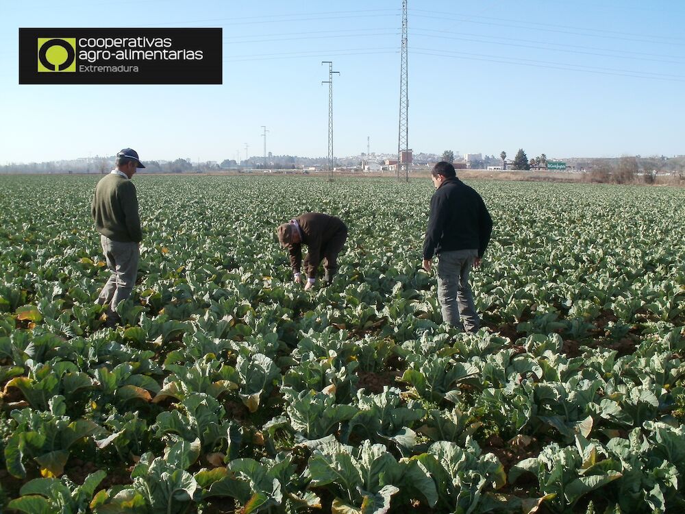 Cooperativas Extremadura alerta de la bajada en la contratación de seguros agrarios por el incremento de hasta el 300% en el precio de las pólizas