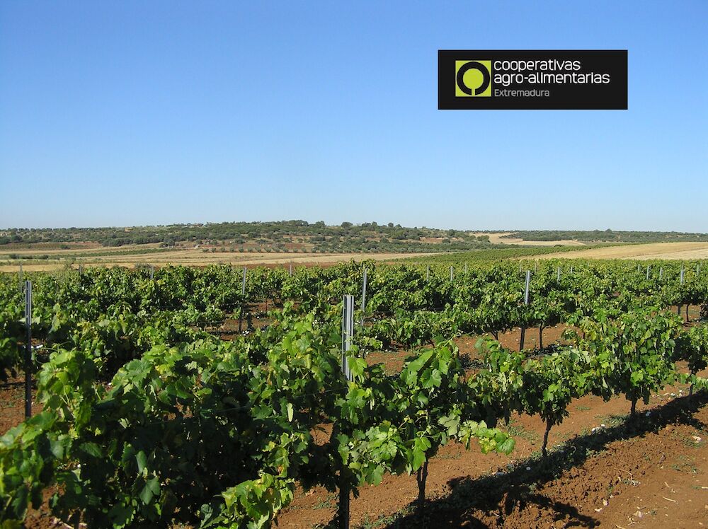 Extremadura copa el 53% de la nueva superficie de cava