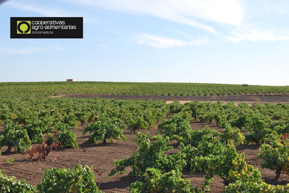 CAVE San José inicia una actividad enoturística para dar a conocer la historia y tradiciones de Tierra de Barros a través del vino