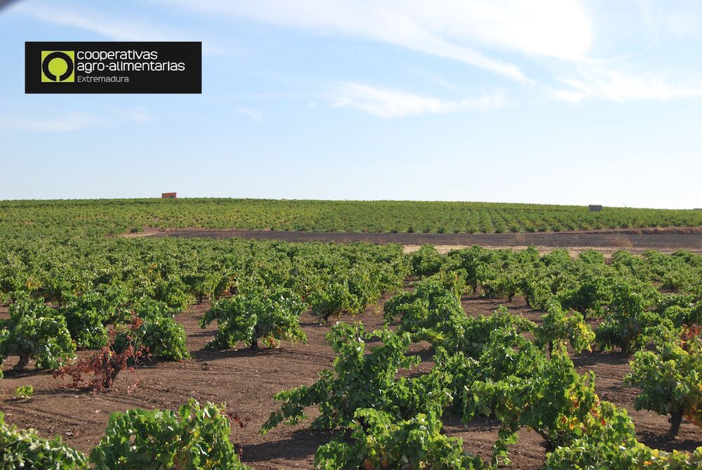 Reposicionar el vino extremeño