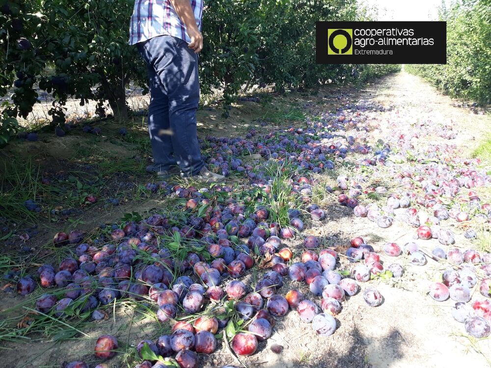 Cooperativas Extremadura y AFRUEX cifran en 13 millones de euros las pérdidas sufridas por pedrisco en el cultivo de ciruela de la región