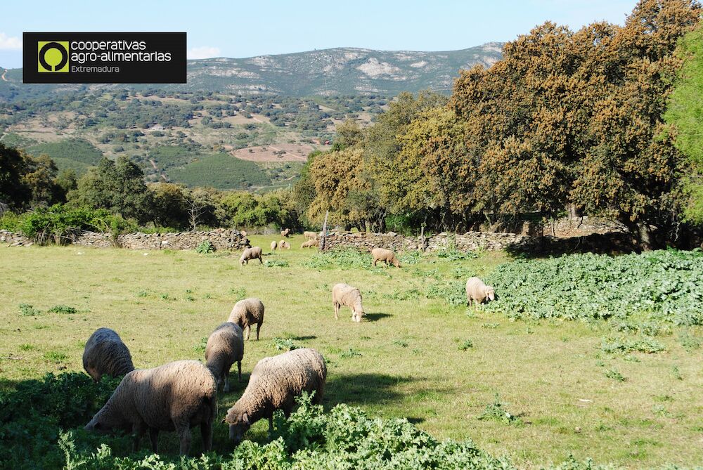 Extremadura permite el pastoreo en barbechos de interés ecológico por la sequía