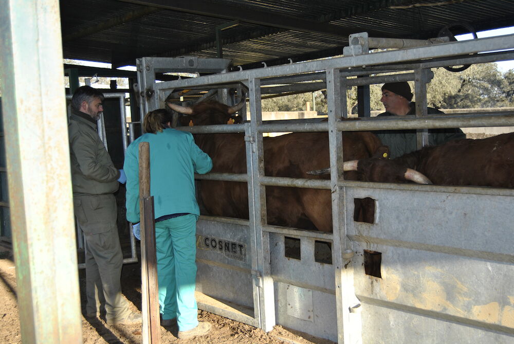 Ganaderos de bovino y caprino pueden solicitar ya ayudas para prevenir la tuberculosis