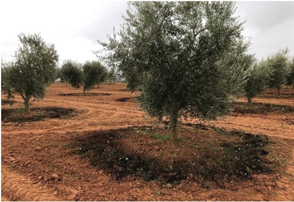 VALORARES aplica en olivar el compost de la planta piloto de la cooperativa Virgen de la Estrella