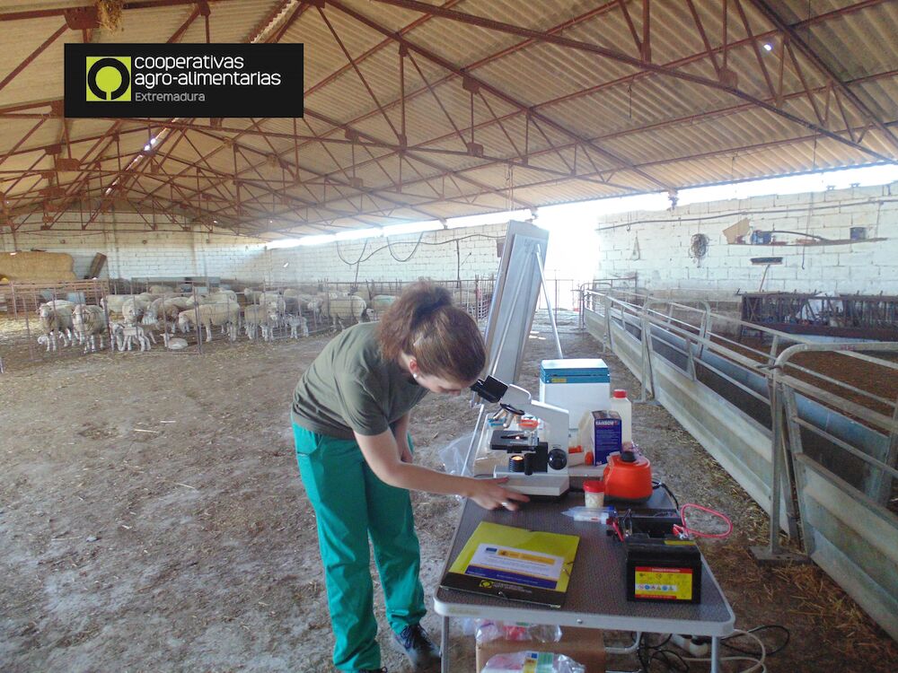 Una oportunidad para jóvenes y mujeres rurales: las cooperativas agroalimentarias