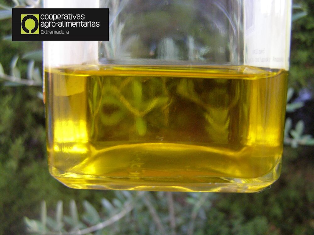 Cooperativas Extremadura estima una producción de 45.000 toneladas de aceite de oliva en la región