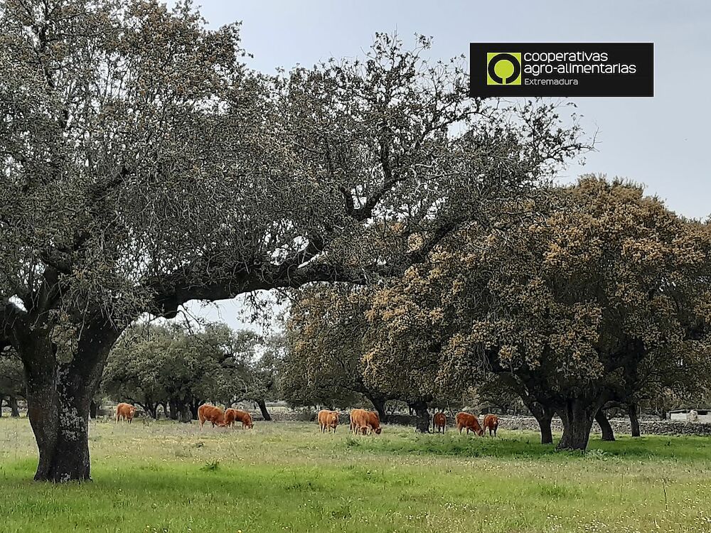 GoDehesa valora la apuesta de la PAC por criterios medioambientales