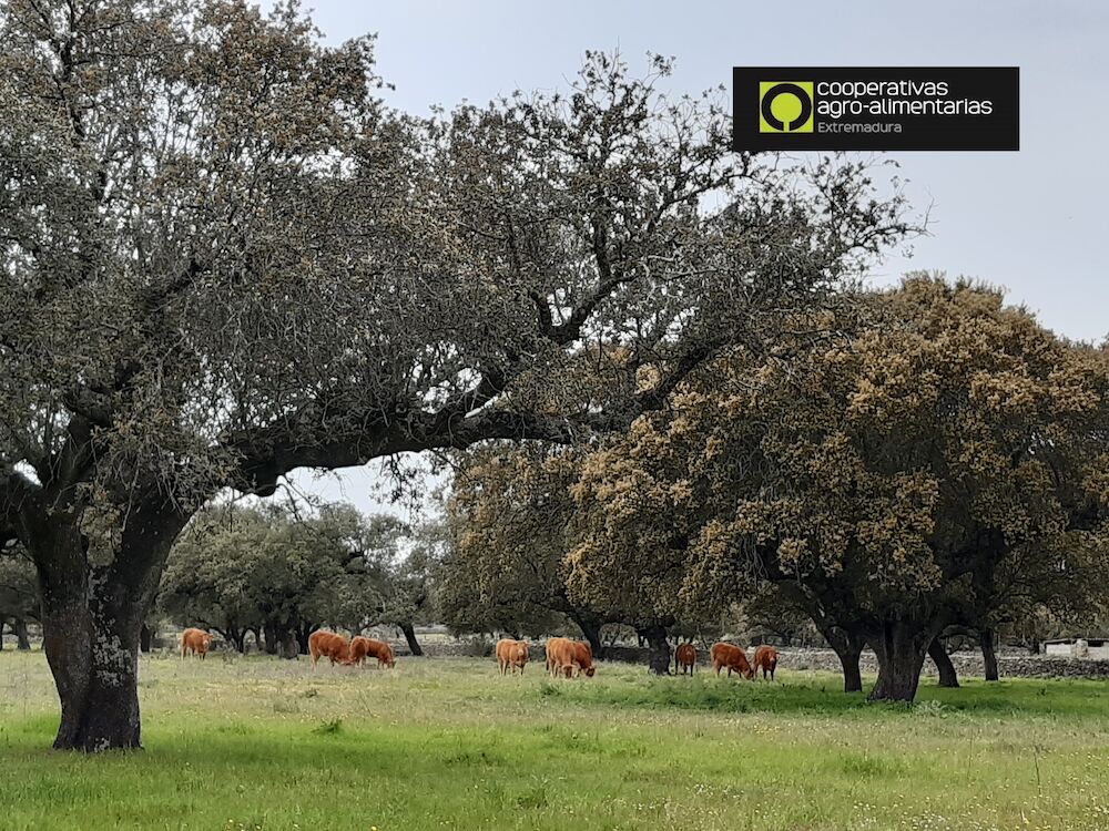 GoDehesa mejorará la salud del suelo de la dehesa a través del manejo holístico