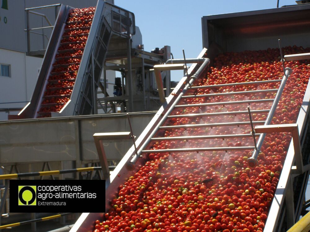 Cooperativas Extremadura destaca el papel esencial del cooperativismo después de que todas las industrias cooperativas cierren la contratación de tomate