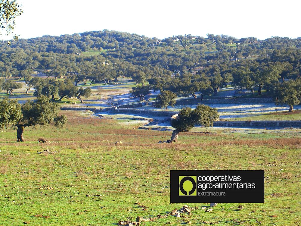 Cooperativas Extremadura pide que el seguro de sequía en pasto confronte la realidad sobre el terreno