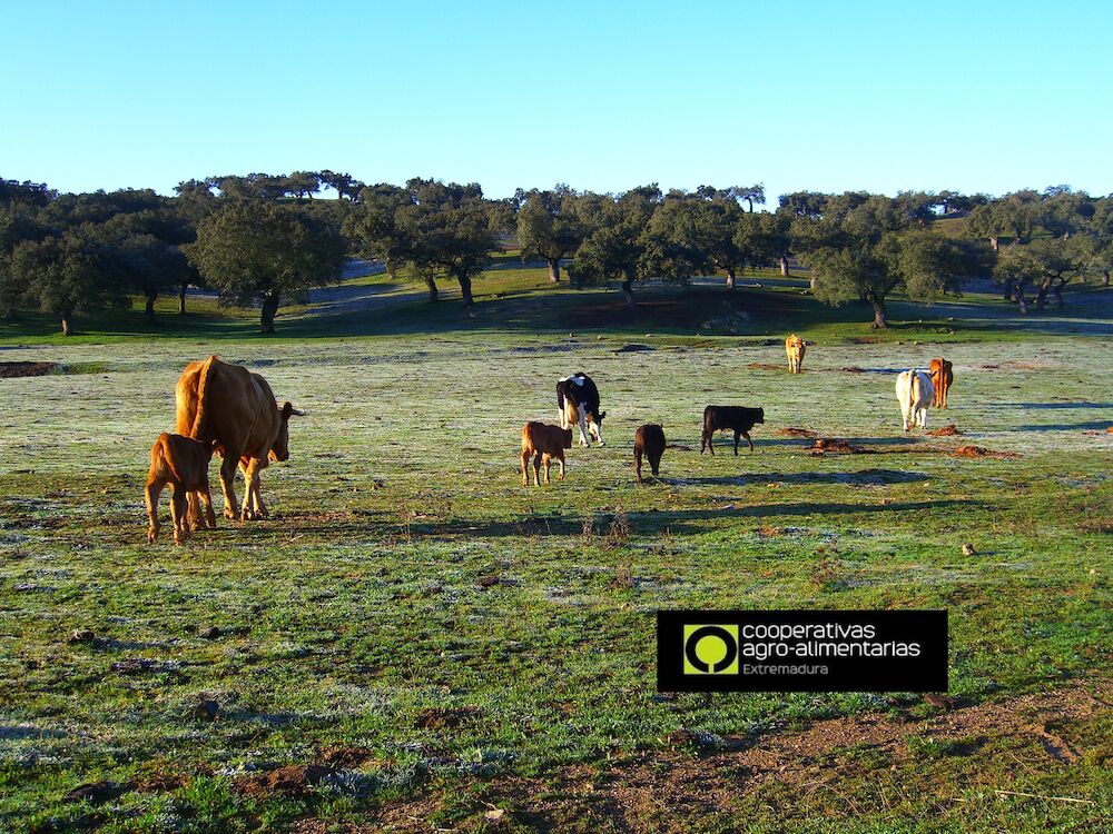 Cooperativas Extremadura y EA Group plantean la creación de una herramienta para el seguimiento de la sequía que contraste el seguro de compensación de pastos