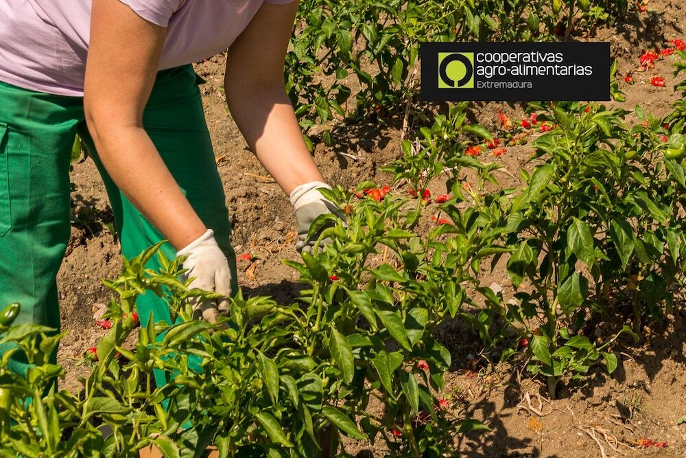 Se estima una reducción del 60% de la cosecha de pimiento para pimentón