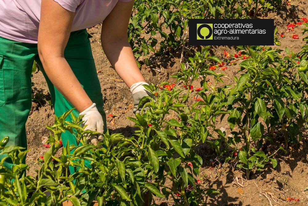 Las cooperativas de pimiento para pimentón del Valle del Alagón destacan su unidad de acción por la viabilidad del sector