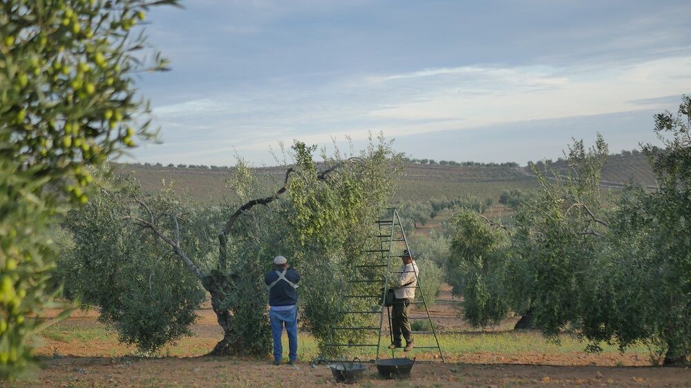 Viñaoliva lanza una campaña para poner en valor el trabajo que realizan sus agricultores cooperativistas