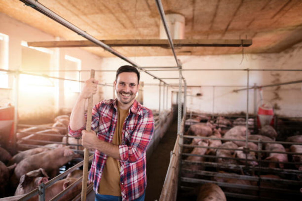 Ibergenética formará a especialistas en producción porcina ante la alta demanda laboral existente en el sector