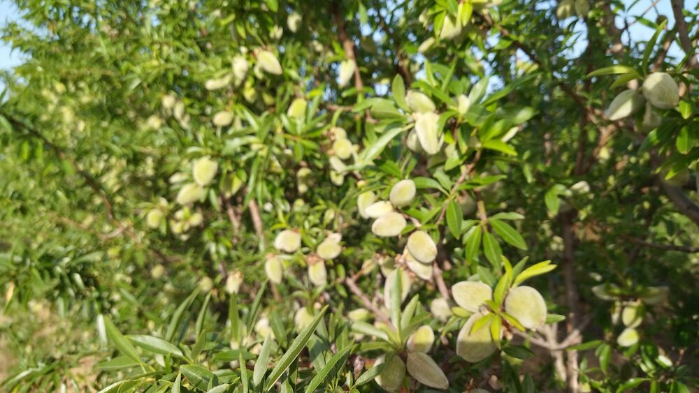 Extremadura producirá 8.571 toneladas de almendra en esta campaña