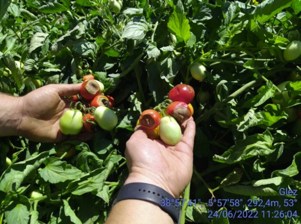 Cooperativas Extremadura propondrá que el seguro agrario cubra los daños por altas temperaturas persistentes