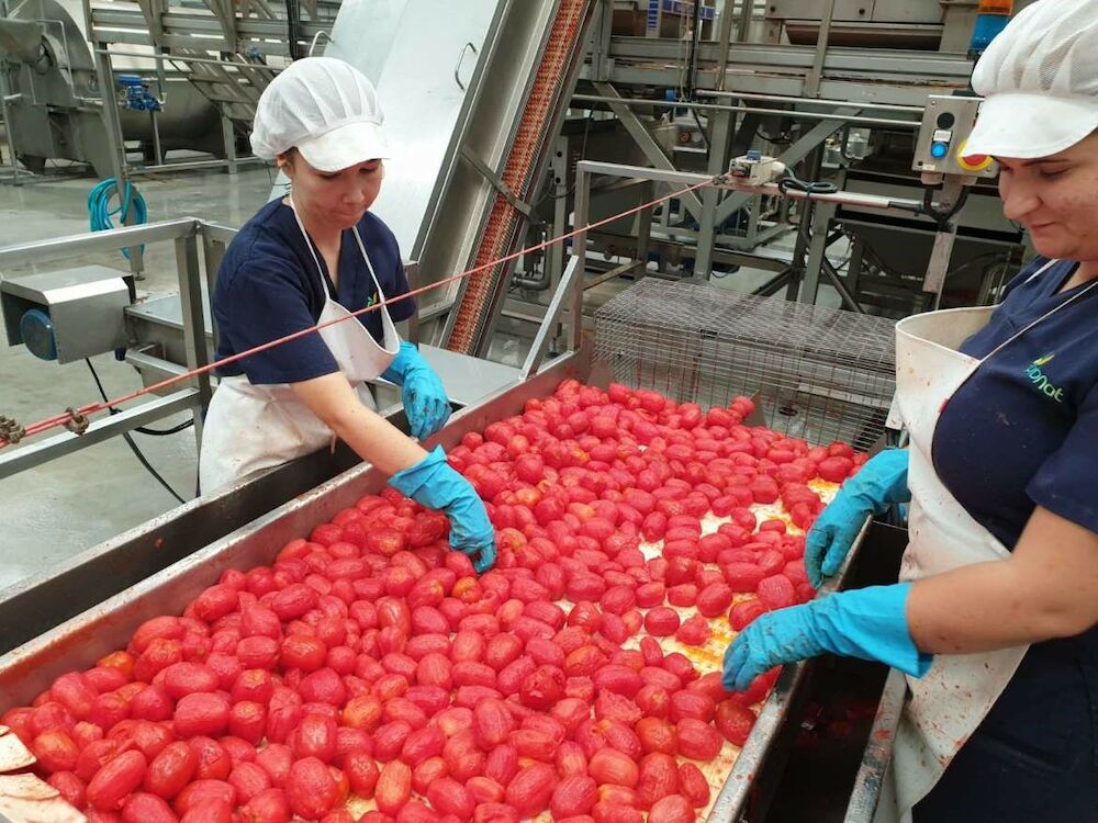 Las cooperativas agroalimentarias representan el 90% del empleo generado en las empresas de economía social de Extremadura