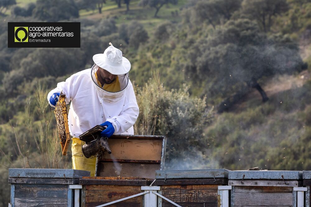 Cooperativas Extremadura imparte formación para contar con profesionales especializados en apicultura
