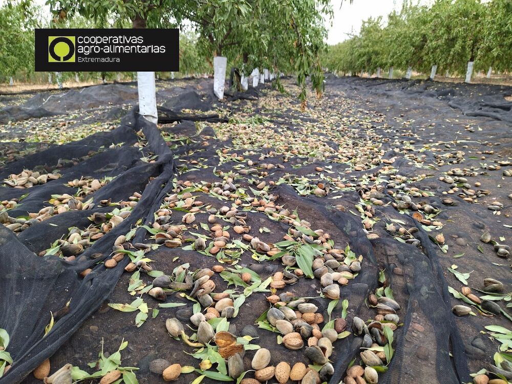 Extremadura producirá casi 6.000 toneladas de almendra en esta campaña