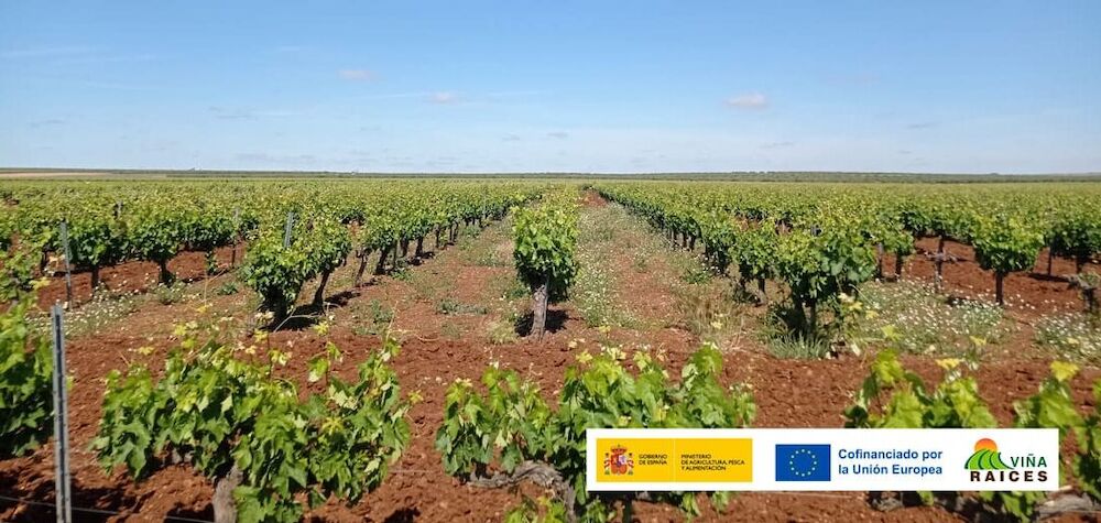 Jornada sobre las ventajas e inconvenientes de las cubiertas vegetales en la viticultura mediterránea