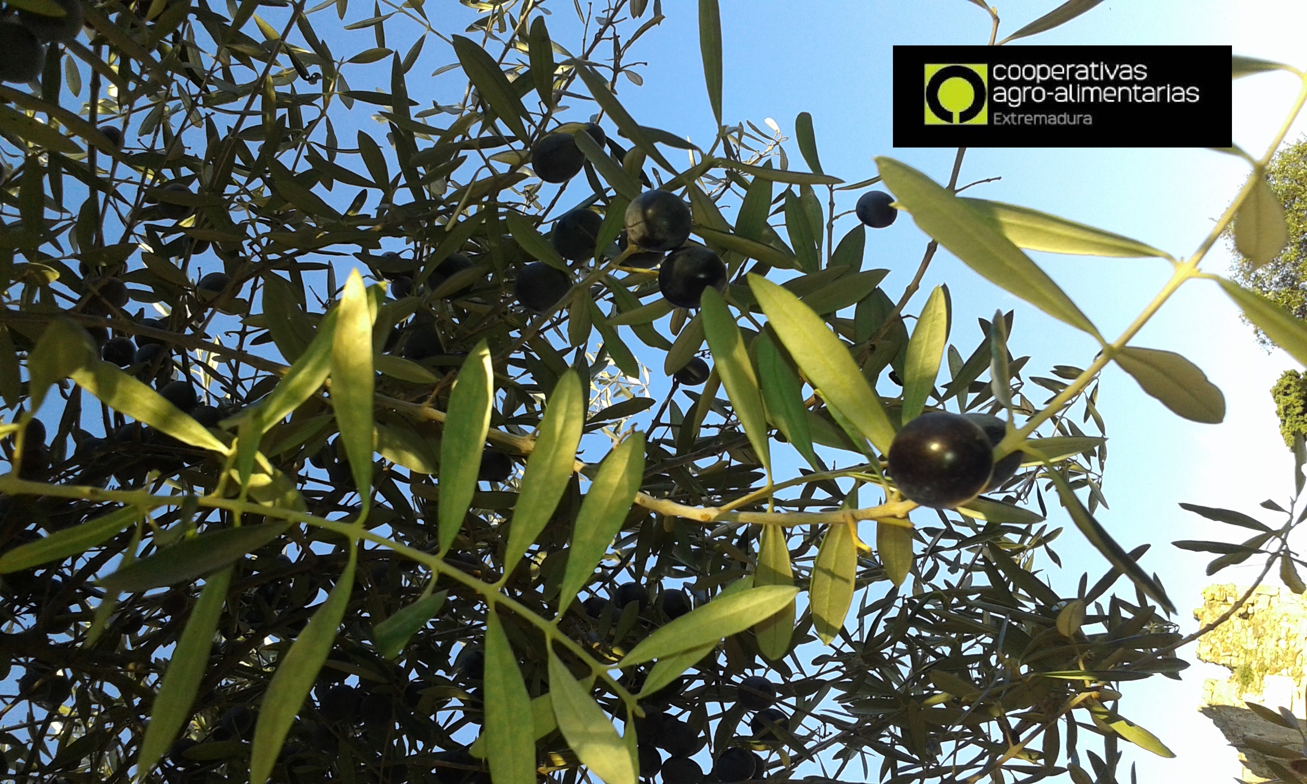 aceituna negra en rama olivo