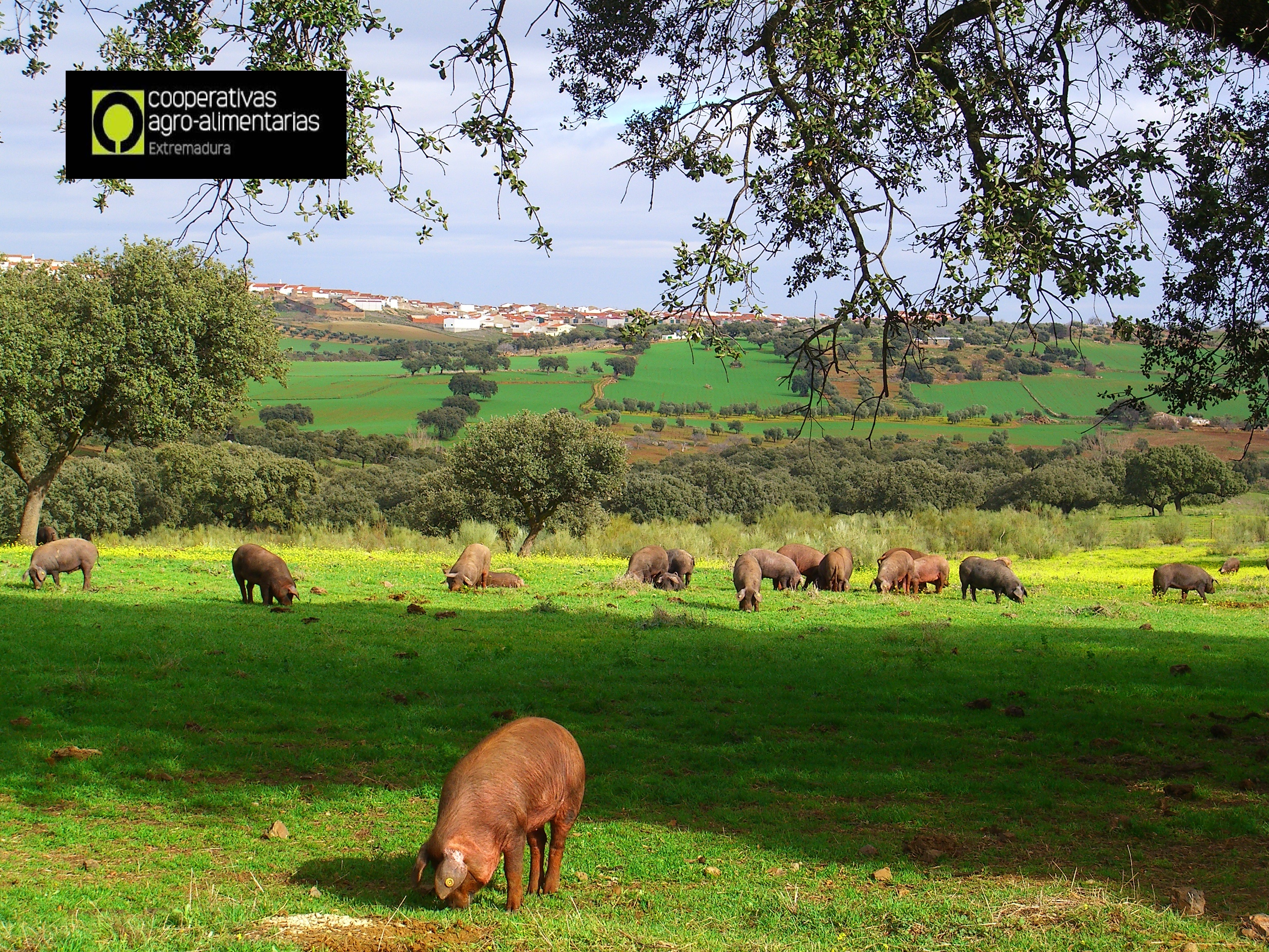 sector porcino - cerdos en dehesa