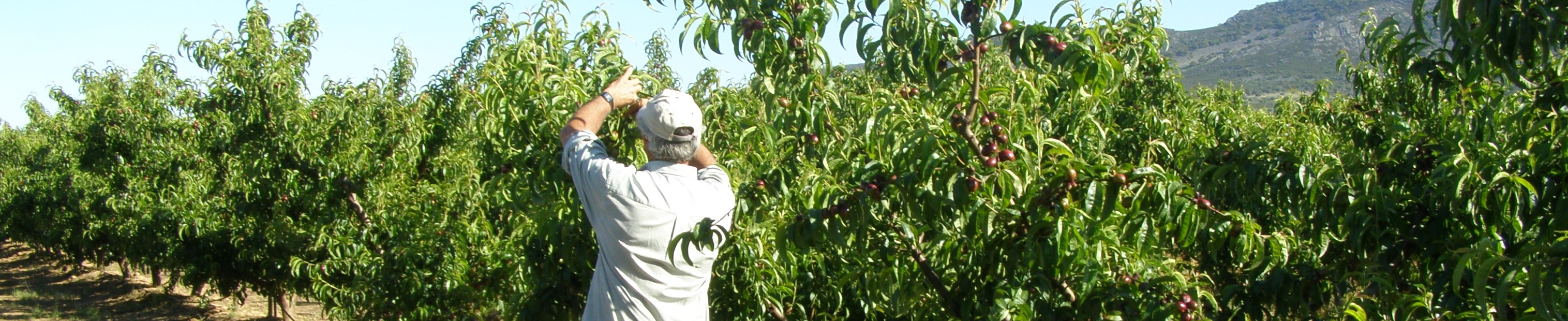 panoramica cabecera seguros agrarios