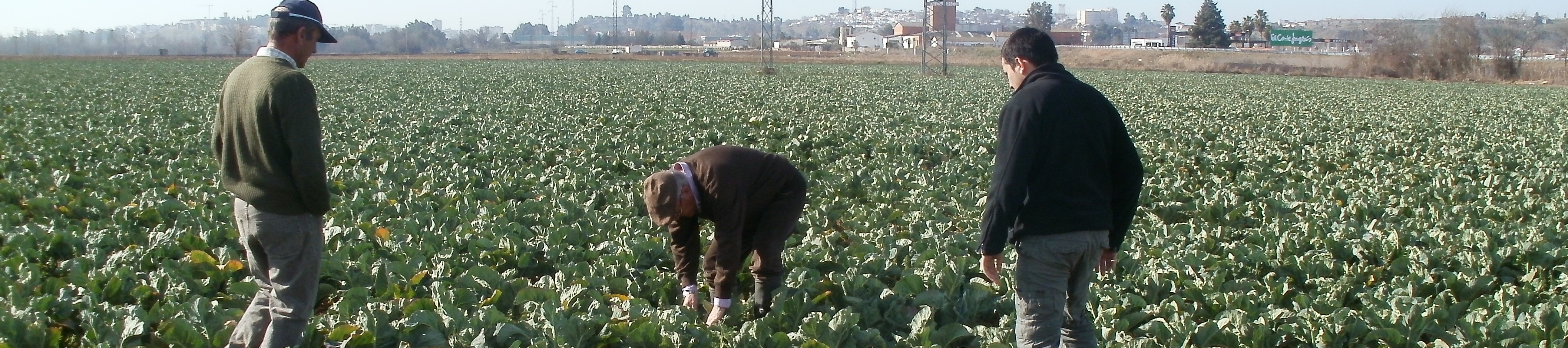 panoramica cabecera seguros agrarios panoramica cabecera seguros agrarios