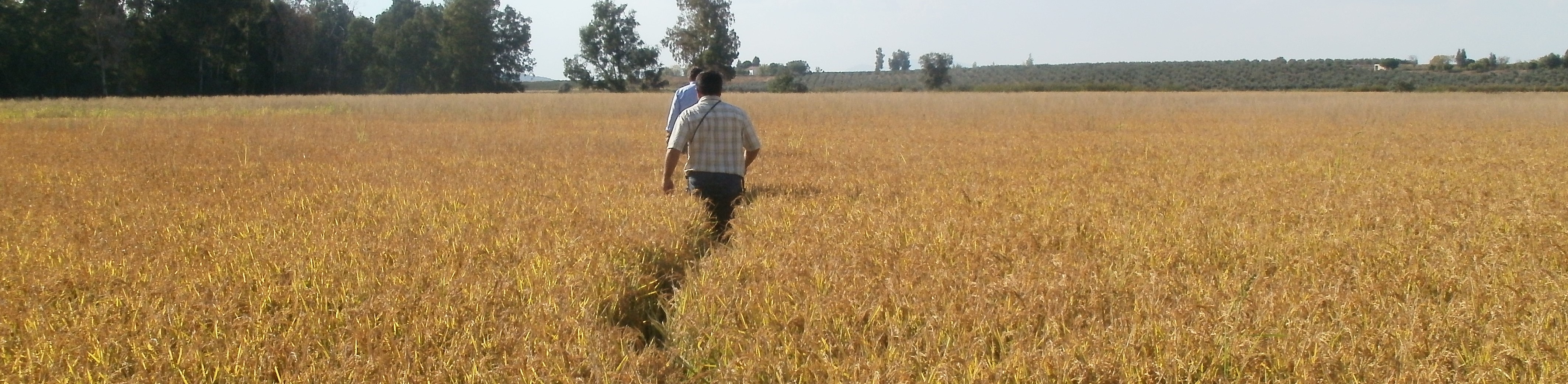 panoramica cabecera seguros agrarios panoramica cabecera seguros agrarios