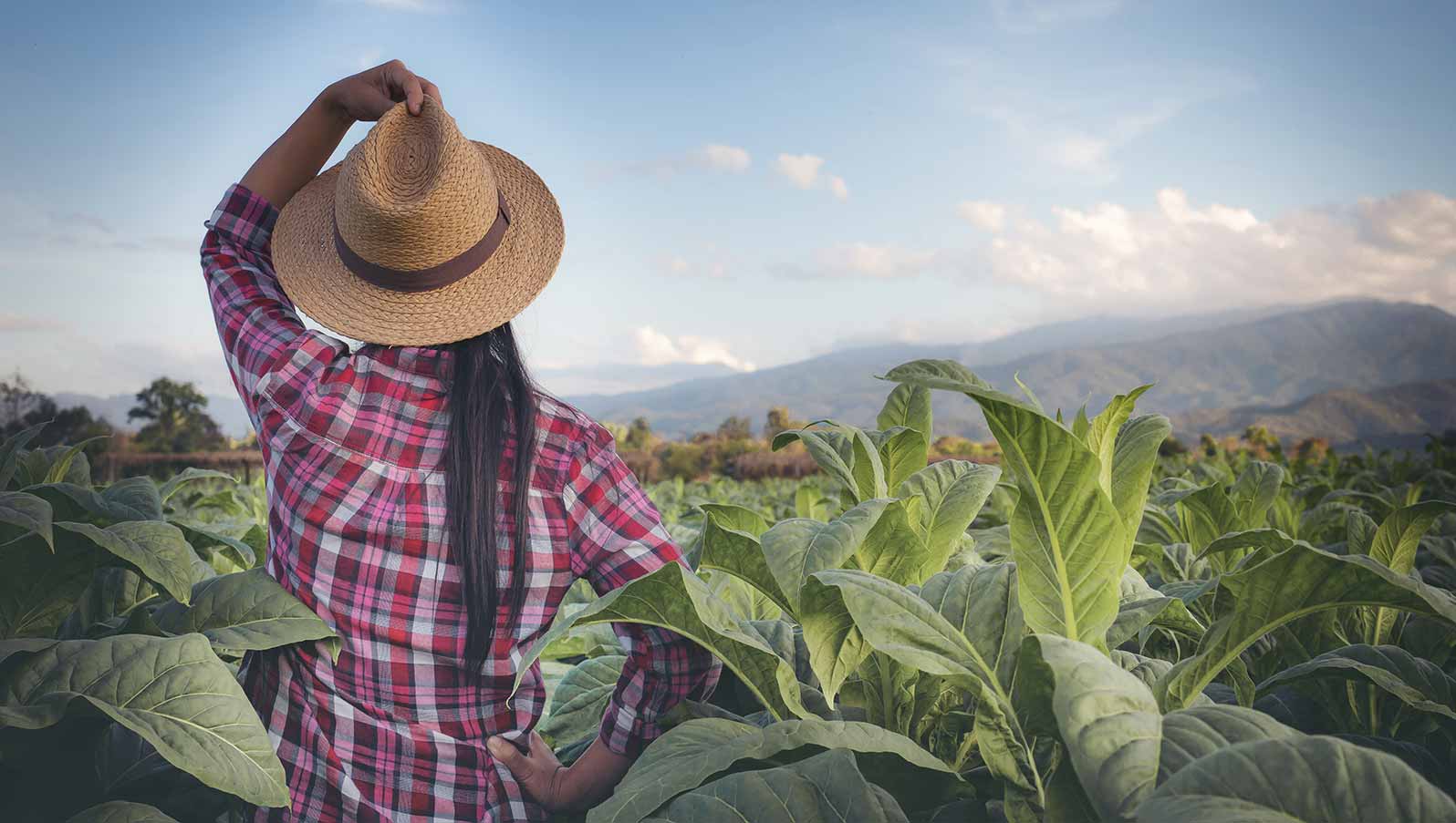 Producción integrada